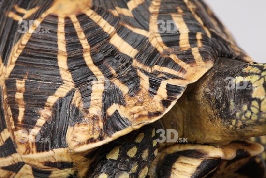 Turtles