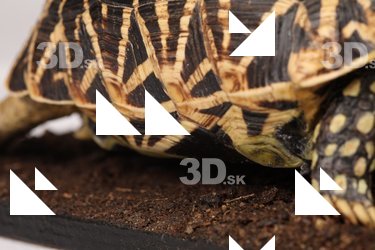 Turtle shell reference 0002