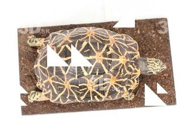 Turtle shell reference 0002