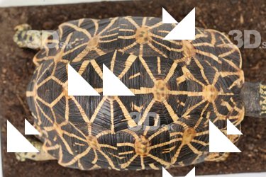 Turtle shell reference 0001