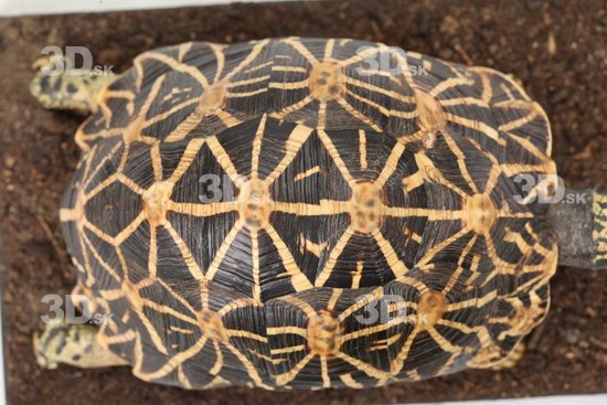 Turtles