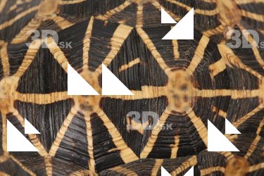 Turtle shell reference 0001