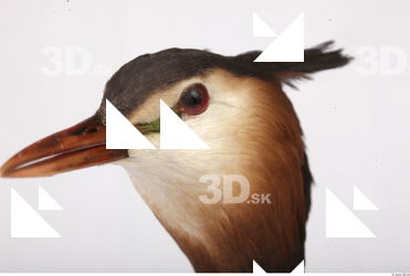 Bird head reference 0003