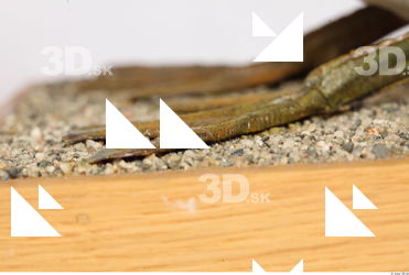 Bird leg reference 0005