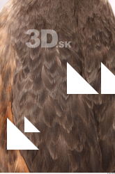 Bird feather reference 0001
