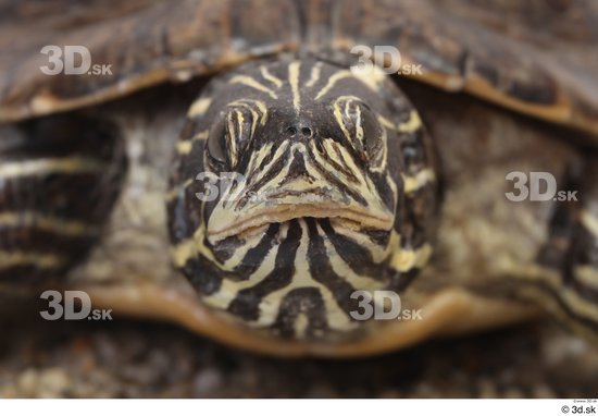 Turtles Animal photo references