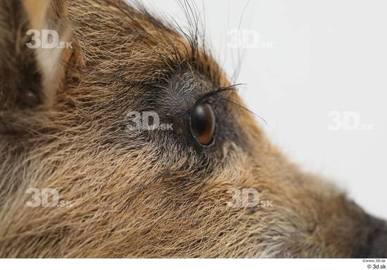 Eye Pig Animal photo references