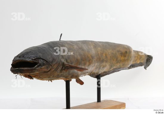 Whole Body Fish Animal photo references