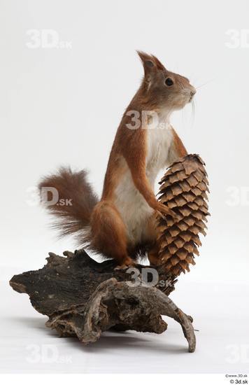 Whole Body Squirrel Animal photo references