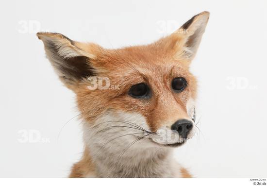 Head Fox Animal photo references