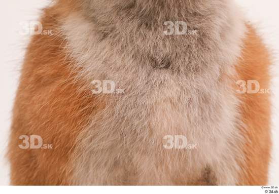 Chest Fox Animal photo references