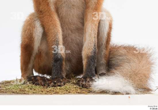 Leg Fox Animal photo references