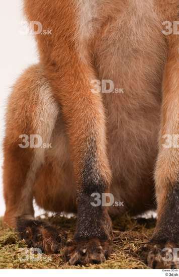 Leg Fox Animal photo references