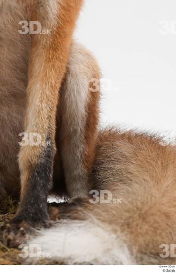 Leg Fox Animal photo references