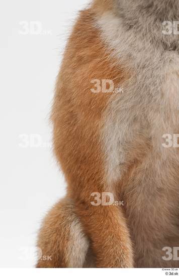 Leg Fox Animal photo references