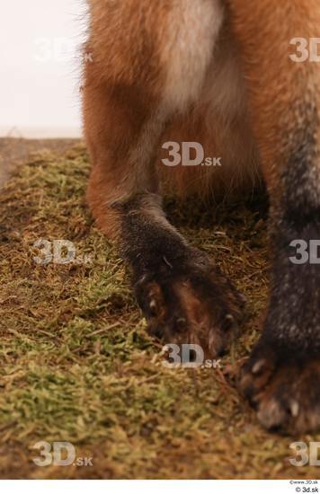 Leg Foot Fox Animal photo references