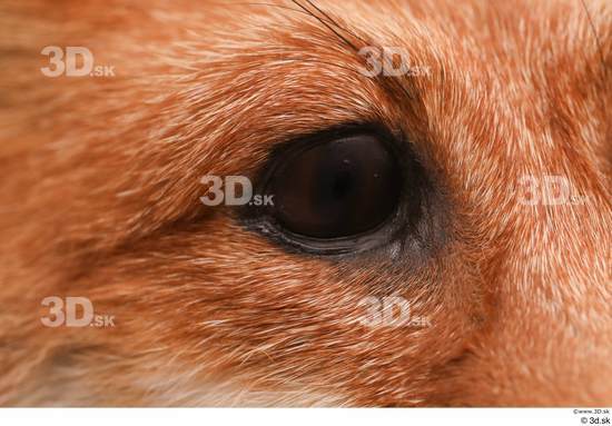 Eye Fox Animal photo references