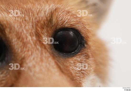 Eye Fox Animal photo references