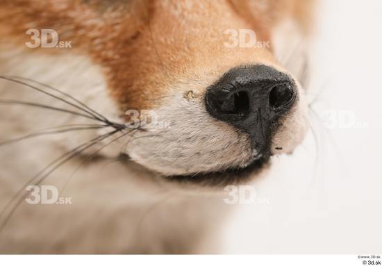 Mouth Fox Animal photo references