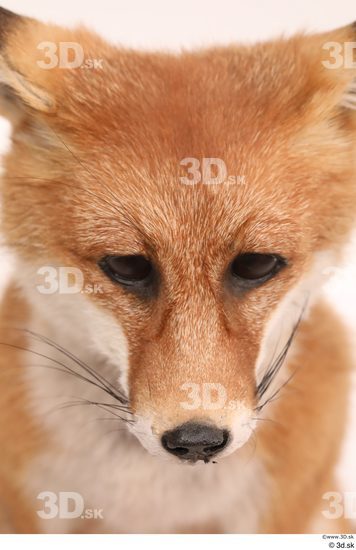 Head Fox Animal photo references