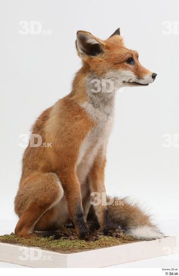 Whole Body Fox Animal photo references