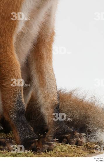 Leg Fox Animal photo references