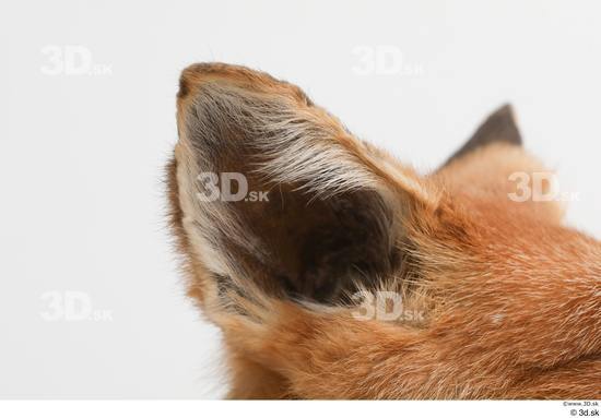 Ear Fox Animal photo references