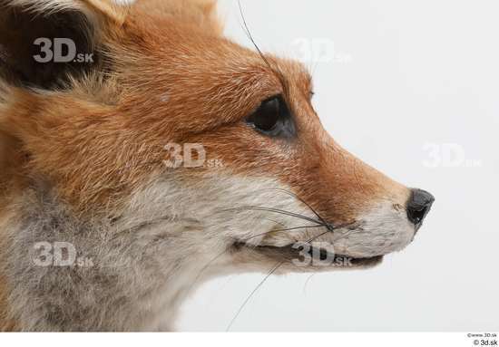 Head Fox Animal photo references