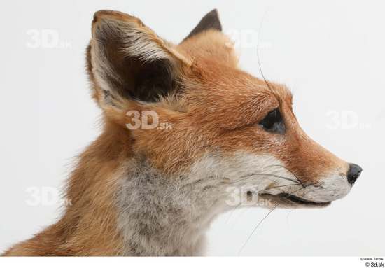 Head Fox Animal photo references