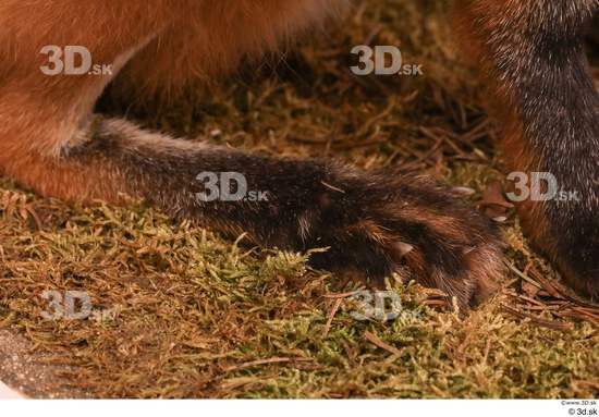 Foot Fox Animal photo references