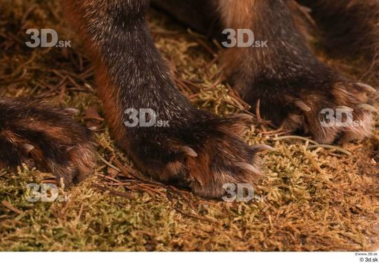 Foot Fox Animal photo references