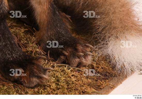 Foot Fox Animal photo references