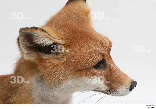 Head Fox Animal photo references