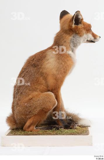 Whole Body Fox Animal photo references