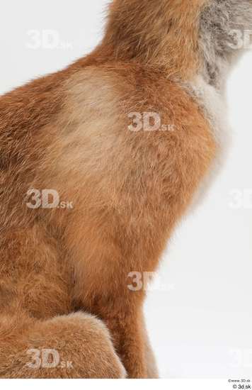 Chest Leg Fox Animal photo references