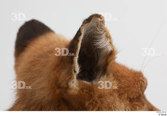 Ear Fox Animal photo references