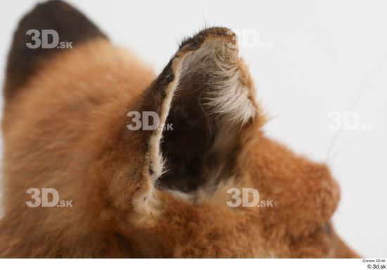 Ear Fox Animal photo references