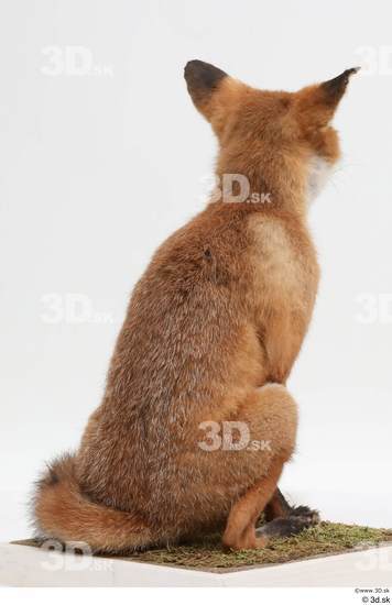 Whole Body Fox Animal photo references