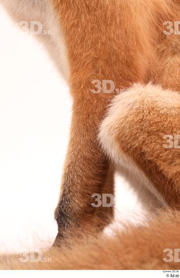 Leg Fox Animal photo references