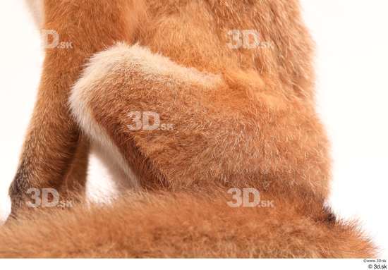 Leg Fox Animal photo references