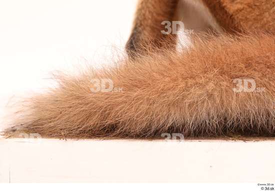 Tail Fox Animal photo references