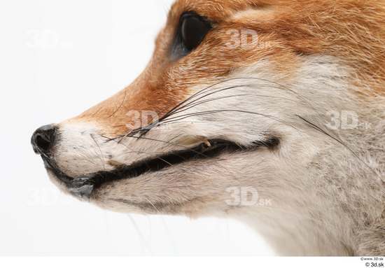 Mouth Fox Animal photo references