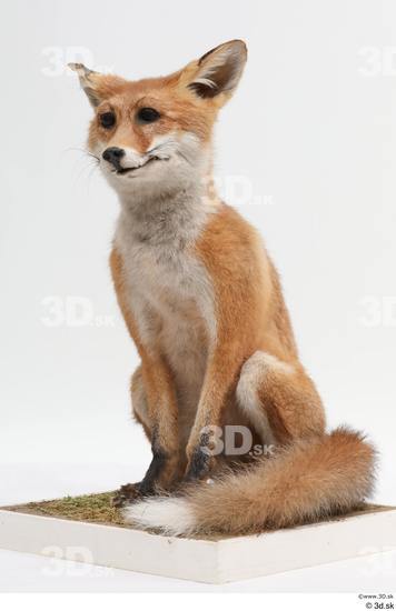 Whole Body Fox Animal photo references