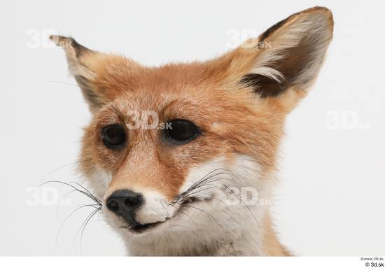 Head Fox Animal photo references