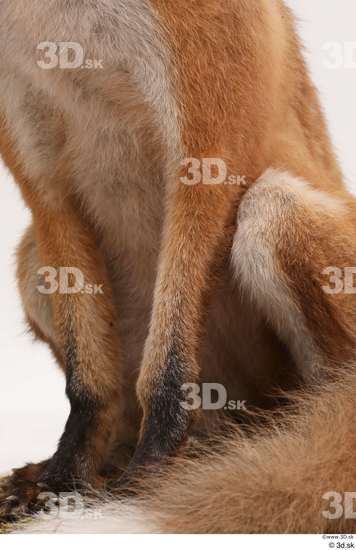 Leg Fox Animal photo references