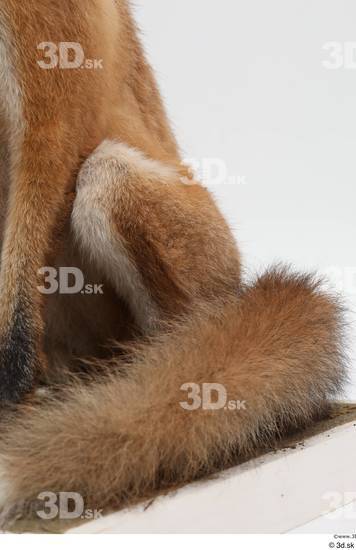 Leg Tail Fox Animal photo references