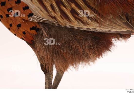 Leg Pheasant Animal photo references