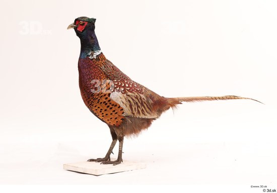 Whole Body Pheasant Animal photo references