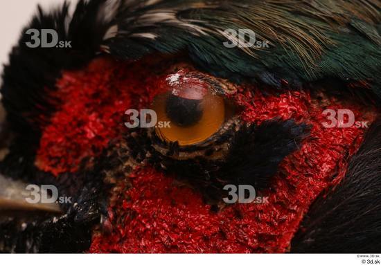 Eye Pheasant Animal photo references