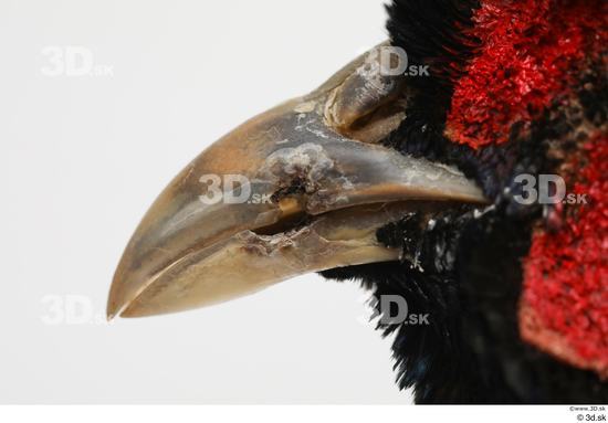 Mouth Pheasant Animal photo references